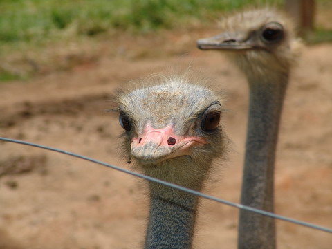 Isto  um avestruz que par l andava